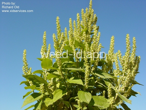marshelder, annual